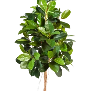 Künstlicher Gummibaum - Karim | 180 cm