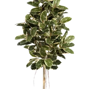 Künstlicher Gummibaum - Kerim | 210 cm