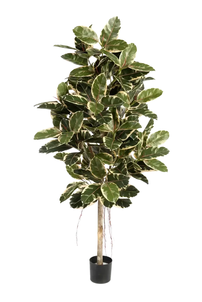 Künstlicher Gummibaum - Kerim | 210 cm