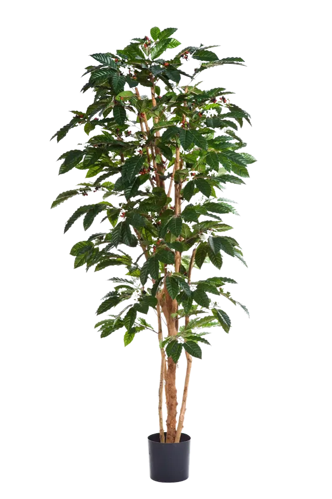 Künstlicher Kaffebaum - Philomena | 180 cm