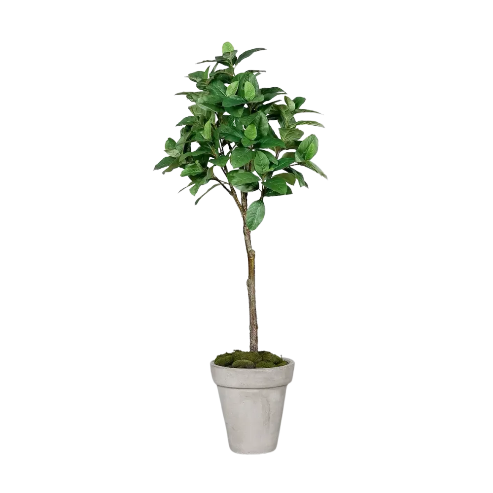 Künstlicher Kaffeebaum - Albus | 150 cm