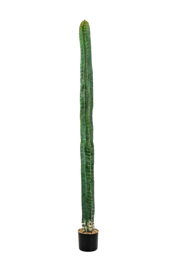 Künstlicher Kaktus - Henning | 180 cm