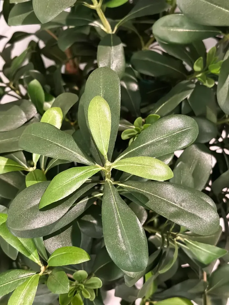 Künstlicher Pittosporum - Pierre | 120 cm