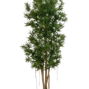 Künstlicher Podocarpus Reflexa- Paul | 180 cm