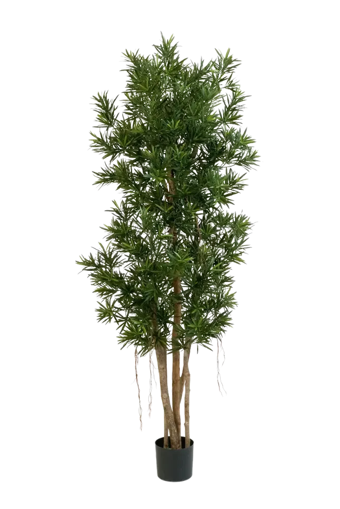 Künstlicher Podocarpus Reflexa- Paul | 180 cm