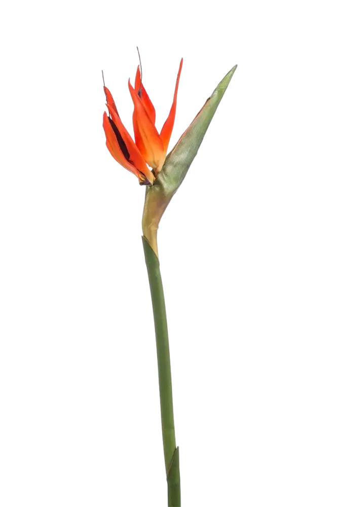 Künstlicher Strelitzia Zweig - Olga | 85 cm