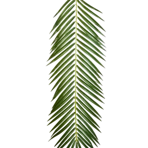 Künstliches Phoenixpalmenblatt - Oliwia | 88 cm
