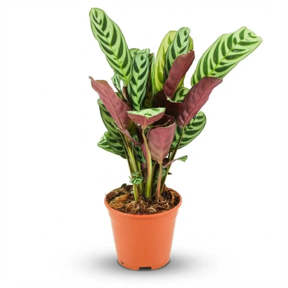 Korbmarante Ctenanthe Burle-Marxii Ø14cm Höhe35–40cm – Gebetspflanze mit Fischgrätenmuster – Dekorative Zimmerpflanze für...
