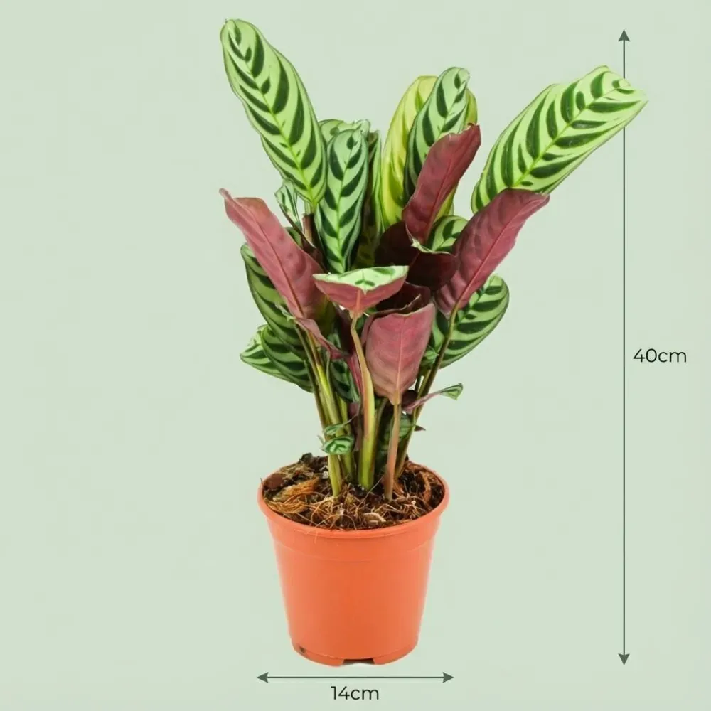 Korbmarante Ctenanthe Burle-Marxii Ø14cm Höhe35–40cm – Gebetspflanze mit Fischgrätenmuster – Dekorative Zimmerpflanze für...