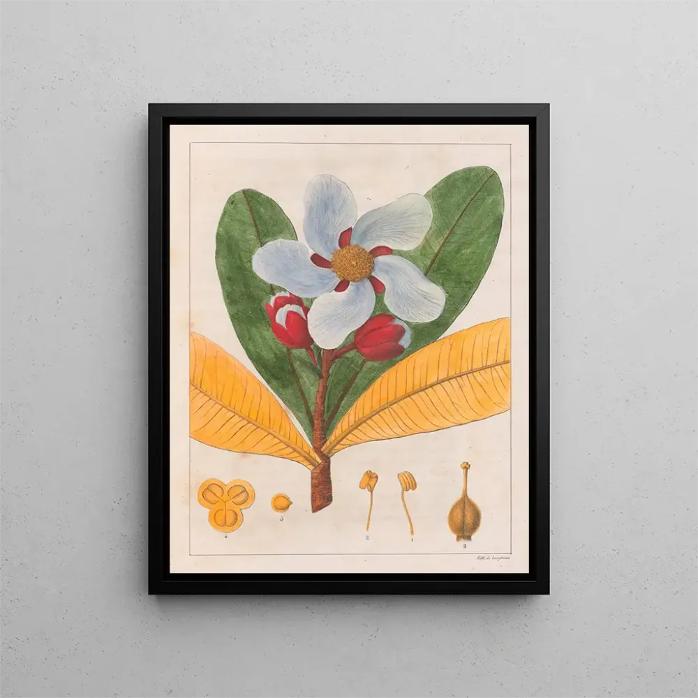 Kunstdruck Kielmayera speciosa V.. - Auguste de Saint-Hilaire | Reproduktion