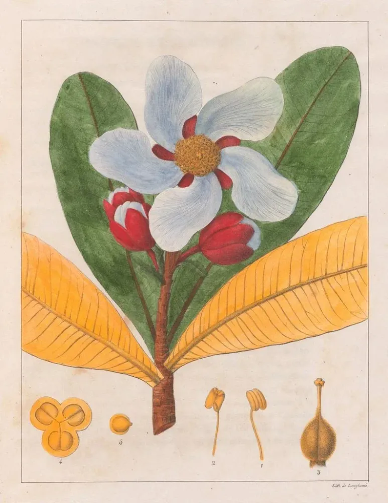 Kunstdruck Kielmayera speciosa V.. - Auguste de Saint-Hilaire | Reproduktion