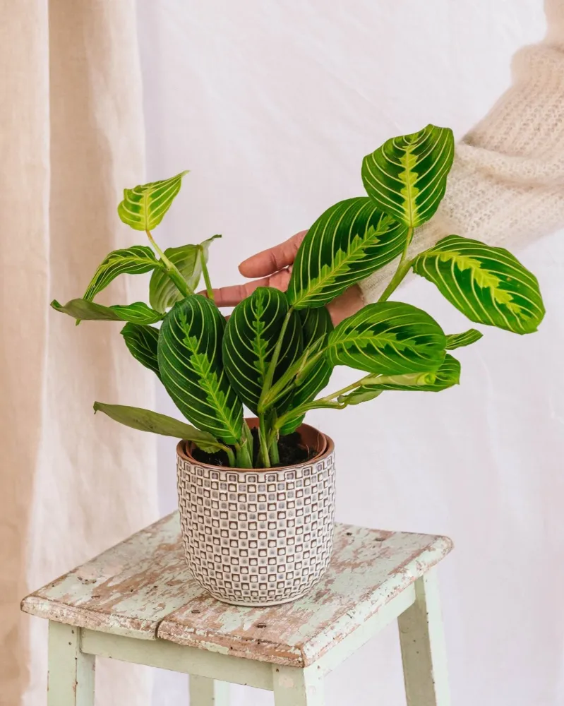 Maranta-Zitronen-Limette