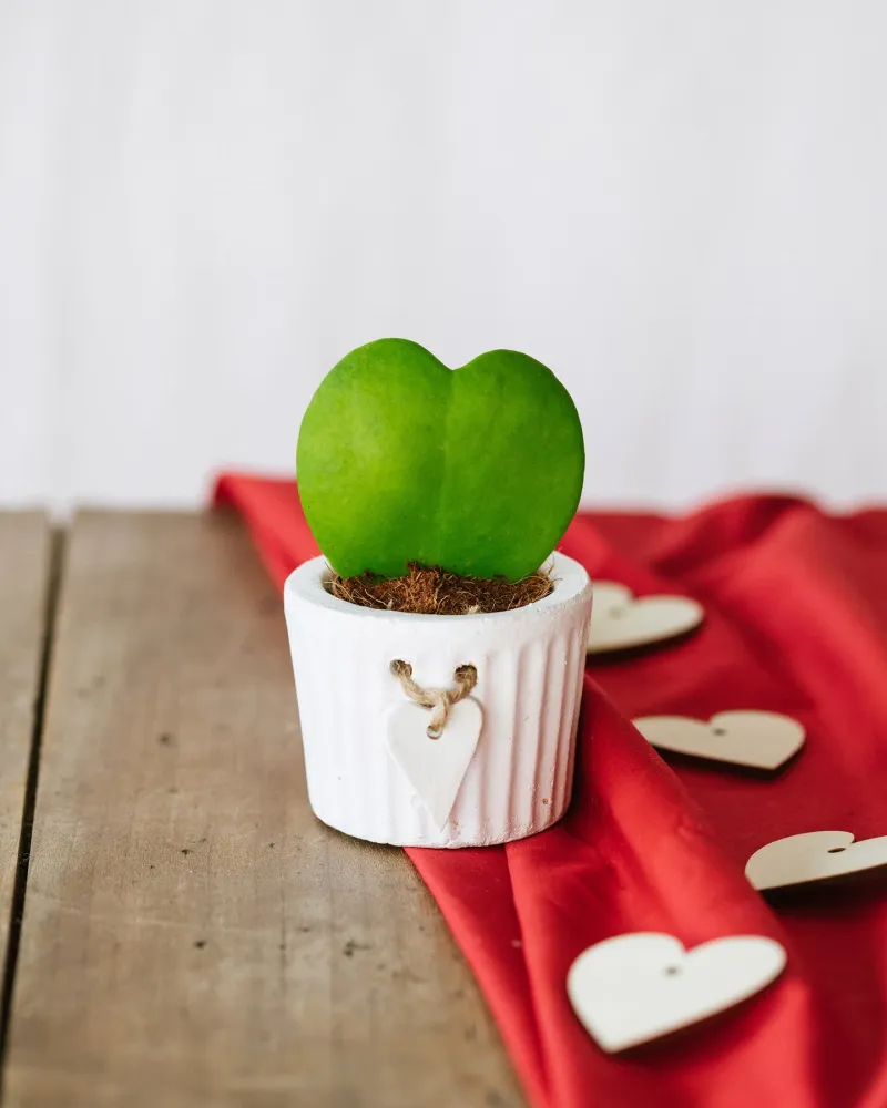 Mini Hoya Kerrii Herz