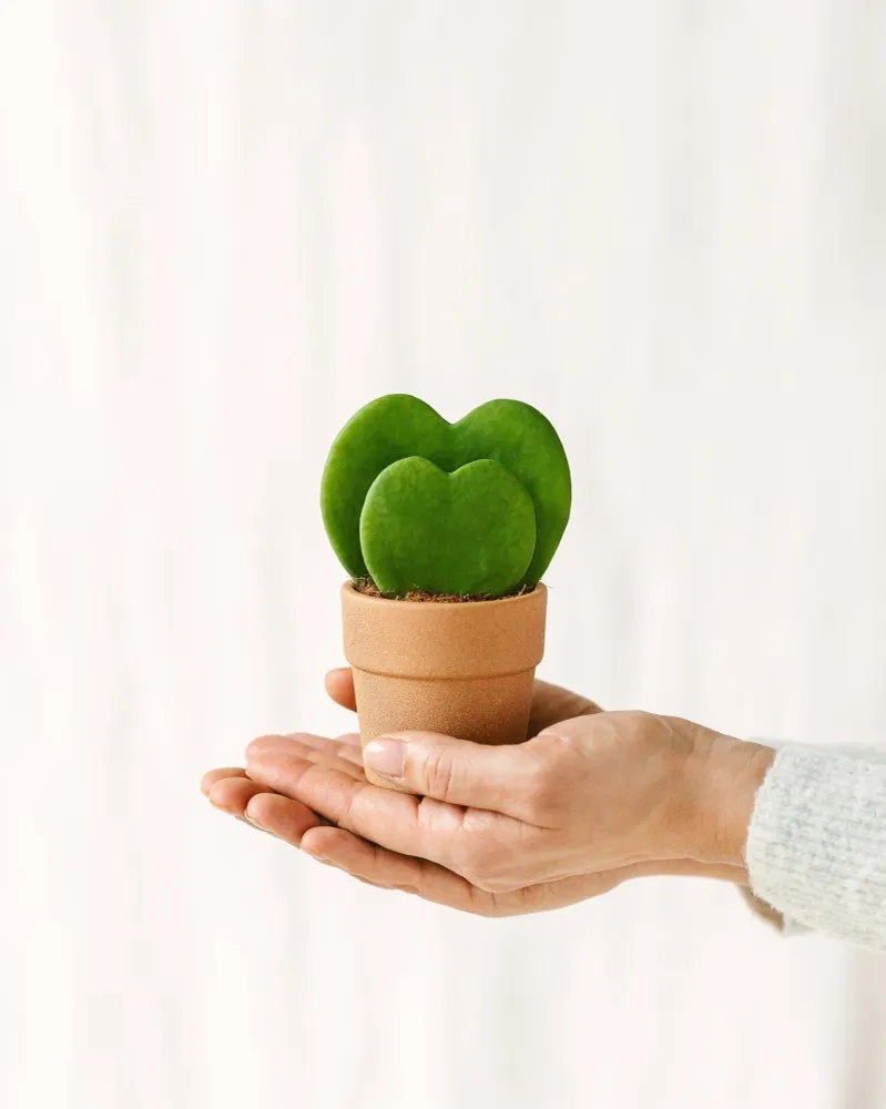 Mini Hoya Kerrii Herz