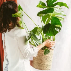 Monstera Deliciosa
