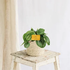 Peperomia Argyreia