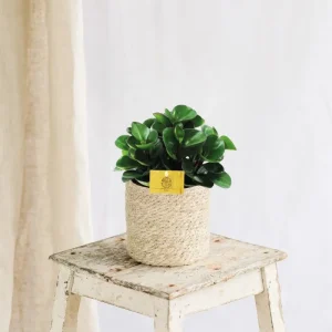 Peperomia Burning Bush