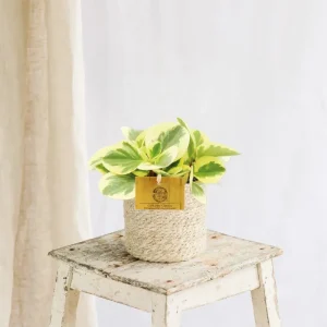 Peperomia Obtipan Bicolor