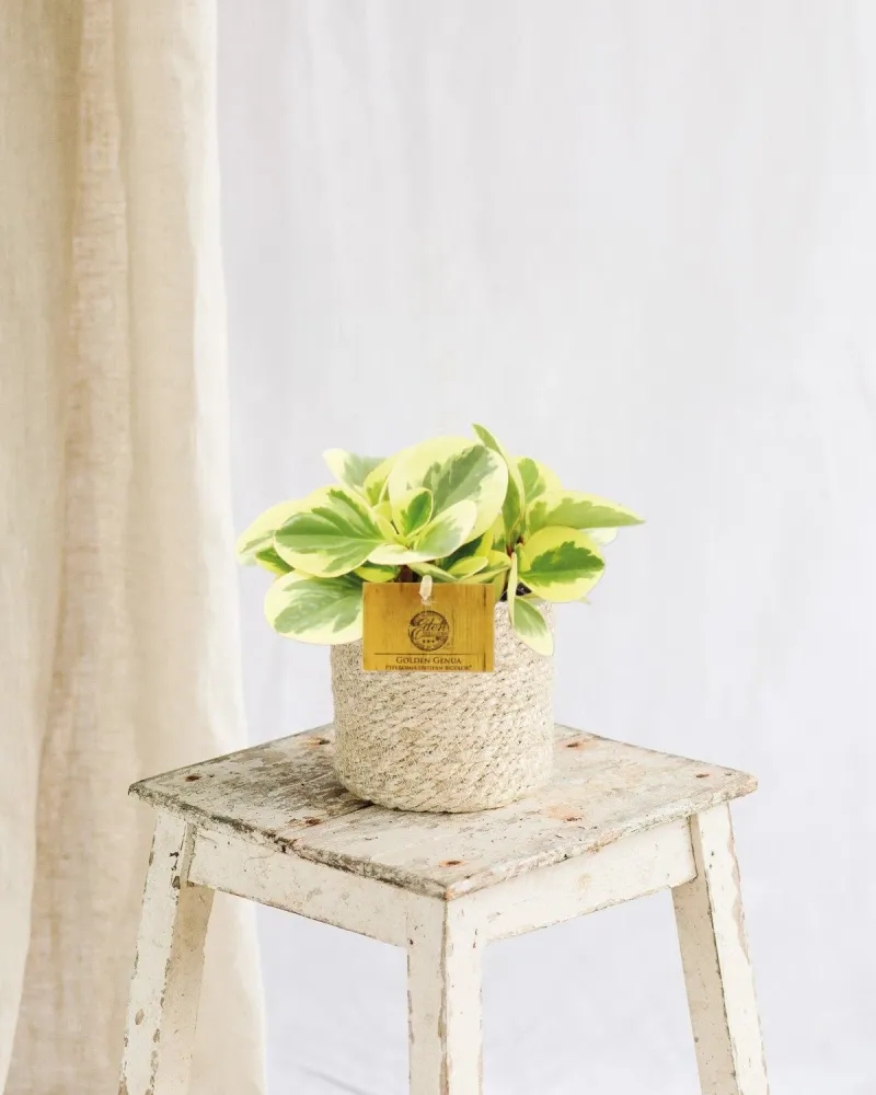 Peperomia Obtipan Bicolor