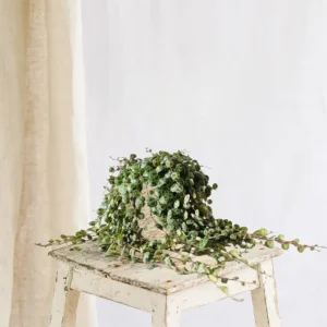 Peperomia prostrata
