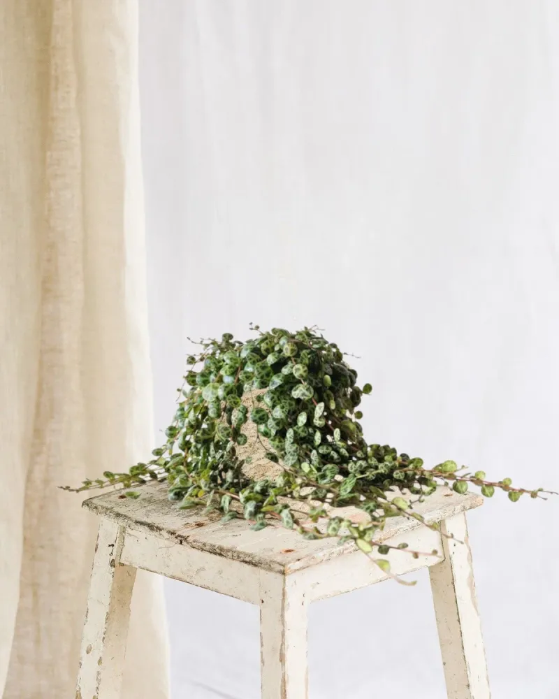 Peperomia prostrata