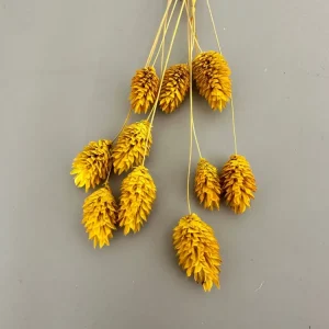 Phalaris gelb