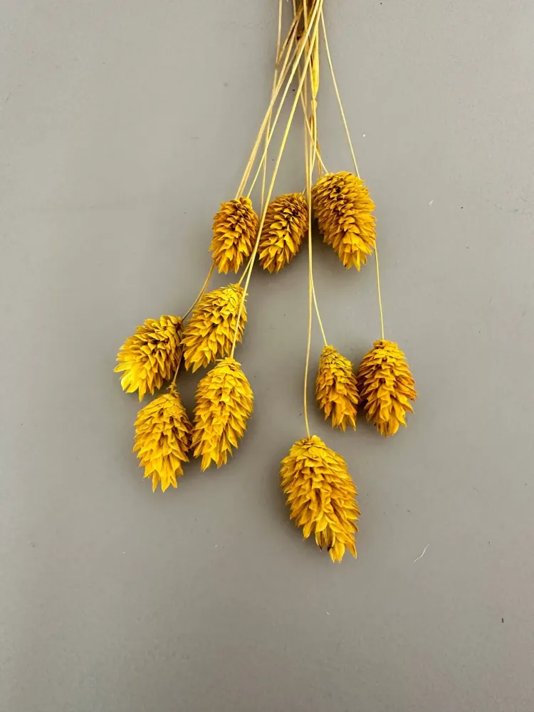 Phalaris gelb
