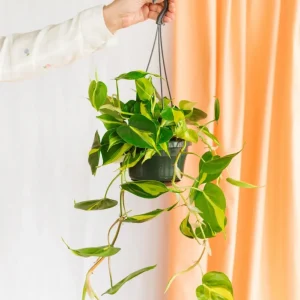 Philodendron durchsucht Brasilien