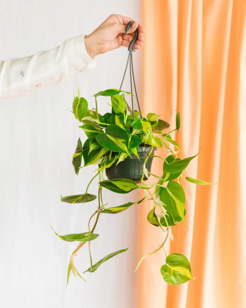 Philodendron durchsucht Brasilien