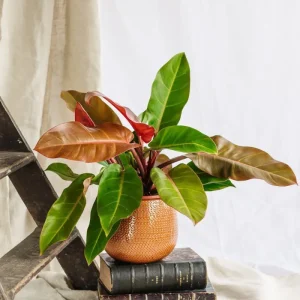 Philodendron Prinz von Oranien