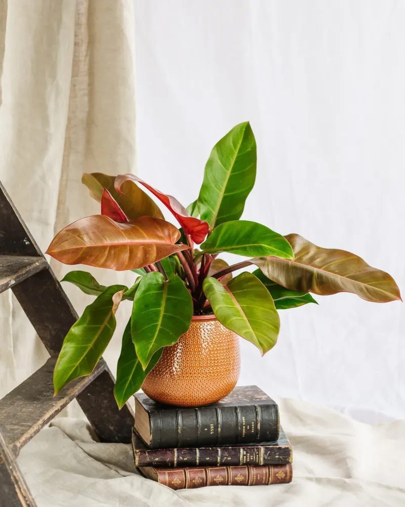 Philodendron Prinz von Oranien