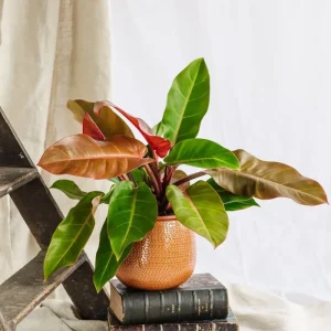 Philodendron Prinz von Oranien