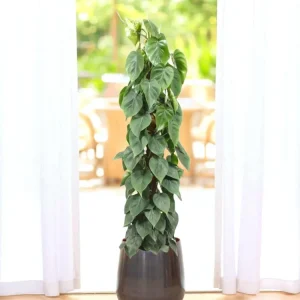 Philodendron Scandens auf dem Scheiterhaufen
