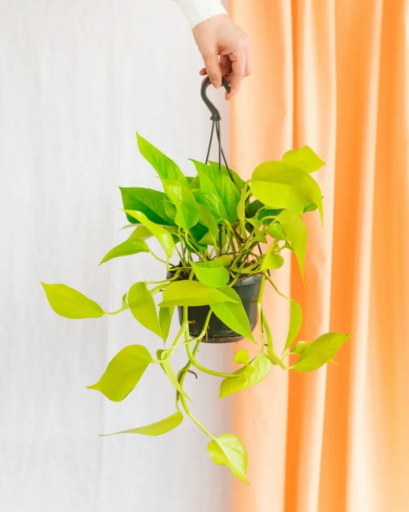 Pothos Neongold