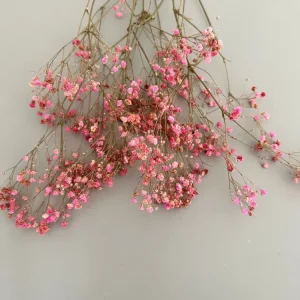 Schleierkraut rosa
