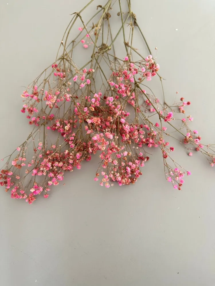 Schleierkraut rosa