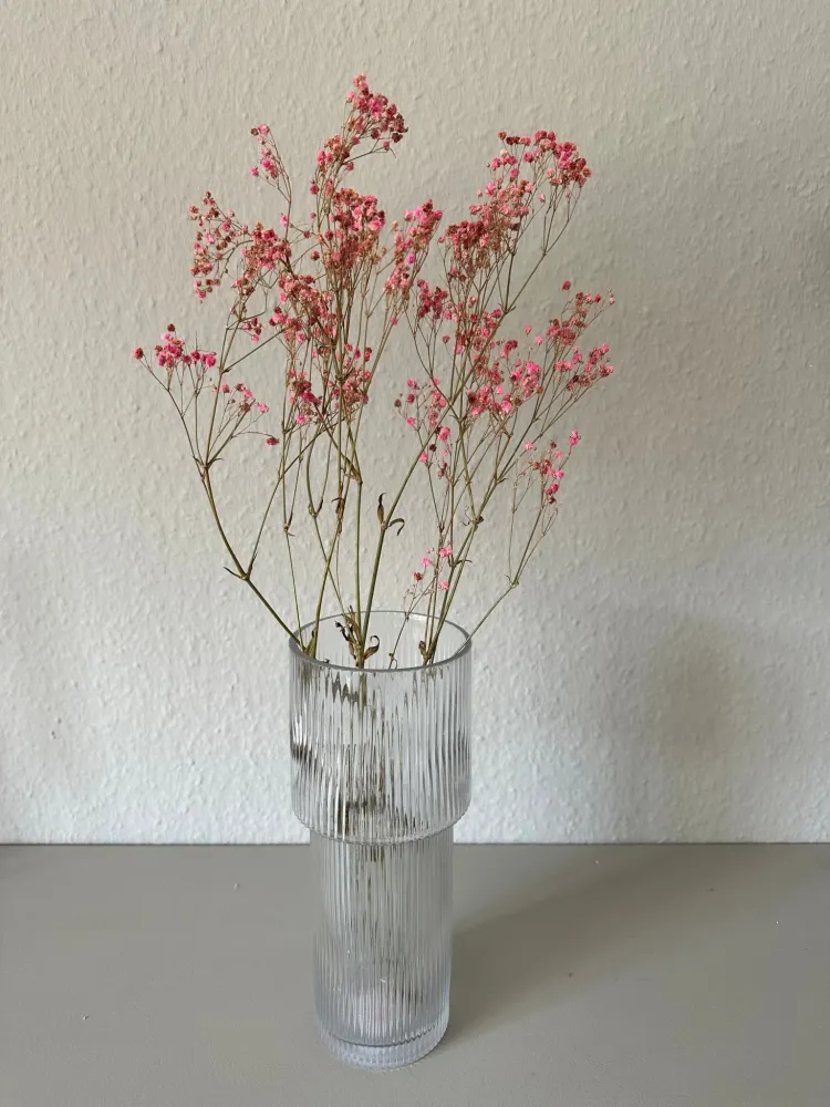 Schleierkraut rosa