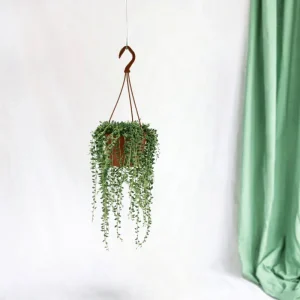 Senecio Herreianus