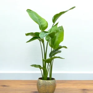 Strelitzia Nicolai