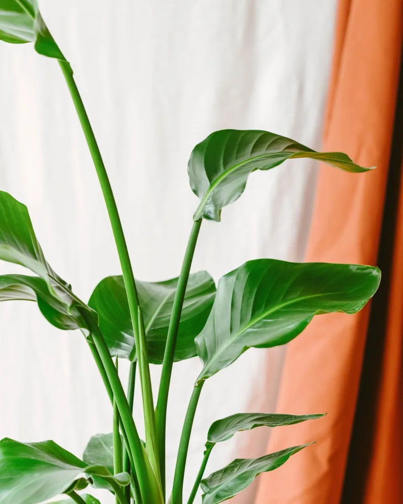 Strelitzia nicolai
