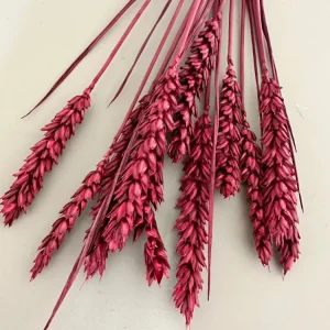 Weizen rot/berry