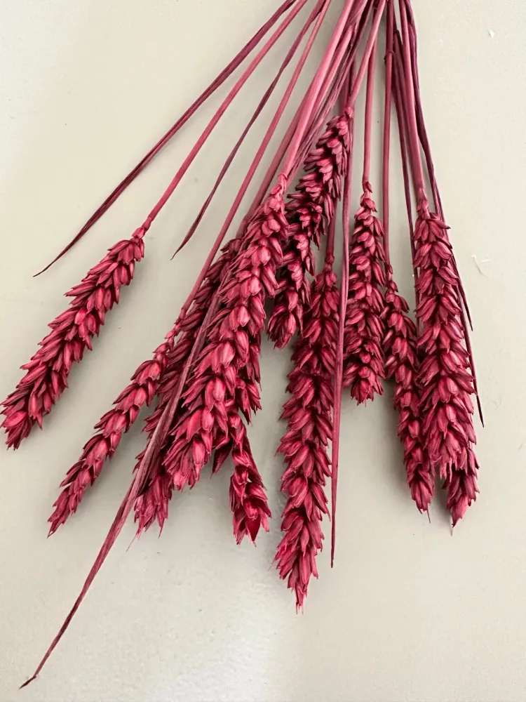 Weizen rot/berry