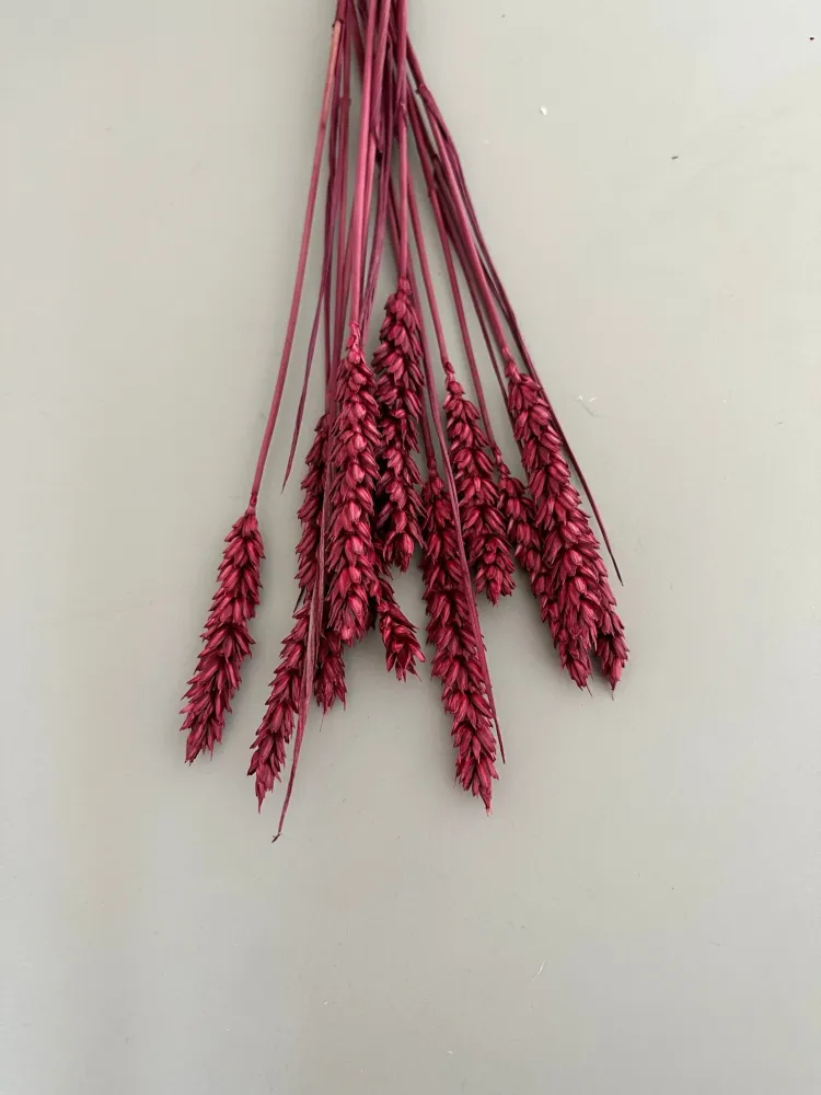 Weizen rot/berry