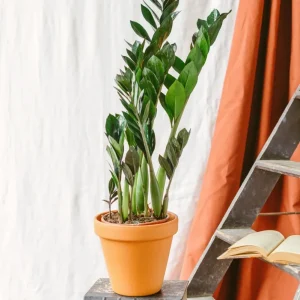 Zamioculcas Zamiifolia