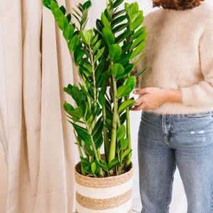 Zamioculcas Zamiifolia