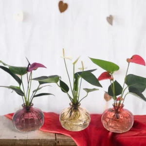 Anthurium-Trio Hydrokultur mit ihrer Nela-Vase