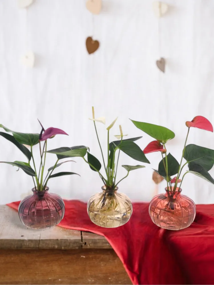 Anthurium-Trio Hydrokultur mit ihrer Nela-Vase