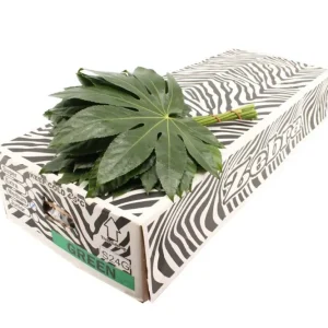 Aralia Blätter 50Stiele – 5Bund à 10Stiele – Schnittgrün 35cm Stiellänge – dekoratives Blattgrün für Vase, Strauß & Floris...