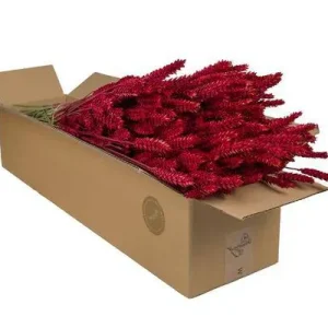 Getrocknete Blumen – Weizen (Triticum) – Rot – 4 Sträuße – ↕60cm – Dekorative Trockenblumensträuße – Langlebig & pflegelei...