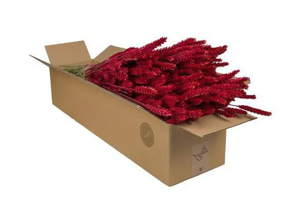 Getrocknete Blumen – Weizen (Triticum) – Rot – 4 Sträuße – ↕60cm – Dekorative Trockenblumensträuße – Langlebig & pflegelei...